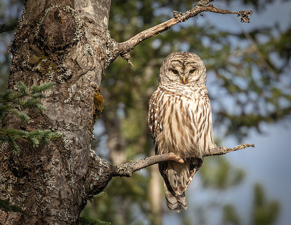 Barred Owl
