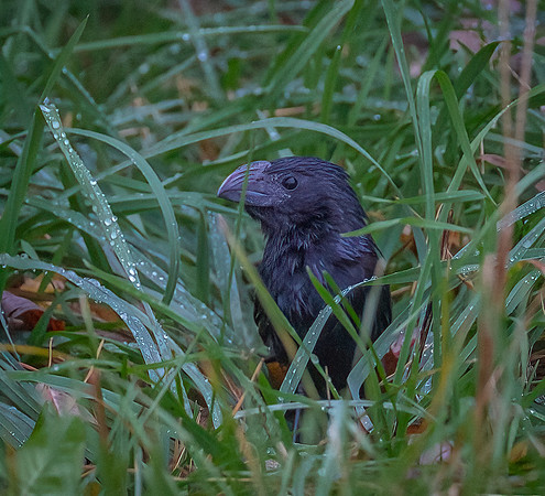Groove-billed Ani Perth Ont. 2021