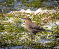 Rusty Blackbird Female