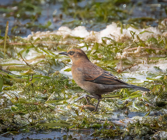 Rusty Blackbird Female