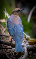 Birds
