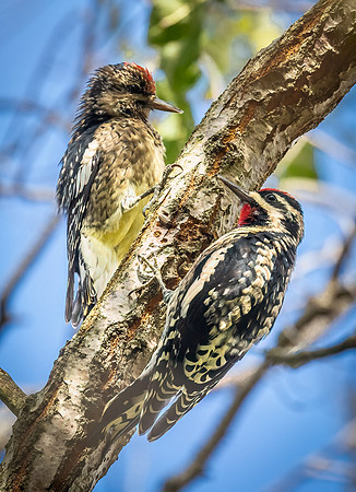Yellow-bellied Sapsucker
