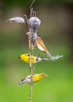 Birds