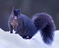 Mammals