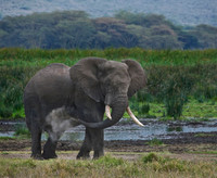 Africa 2009