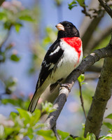 Birds