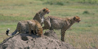 Africa 2009