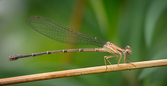 Blue-fronted Dance-Between Dances--Best Nature Photographer Worldwide CAPA Int Salon '24