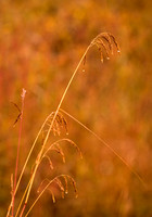 Alaska - Denali 2008