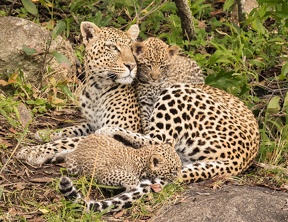 Diane Weiler-Fun in the Spotlight-Best Nature Photographer Worldwide CAPA Int Salon '24