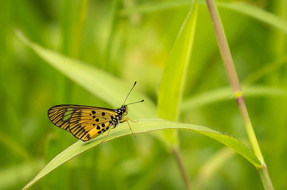 On the trail through a Conservation Area in Uganda