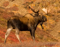 Alaska - Denali 2008