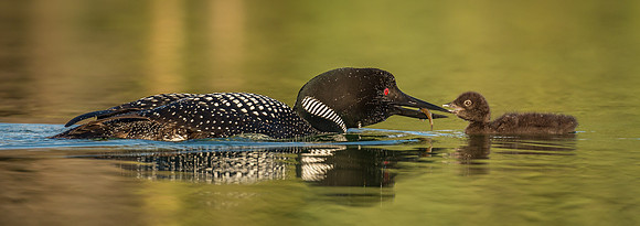 A Moment of Tenderness: CAPA Gold Medal - Best Nature Photographer Worldwide CAPA Int.Salon '24