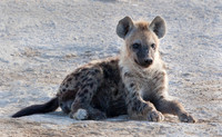 Africa 2009