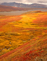 Alaska - Denali 2008