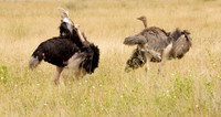 Africa 2009